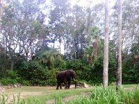 IMG 20170926 134930 866  Bull elephant