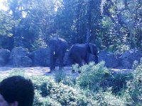 IMG 20170926 153004  Another elephant and her son