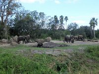 P9270040  Elephant herd